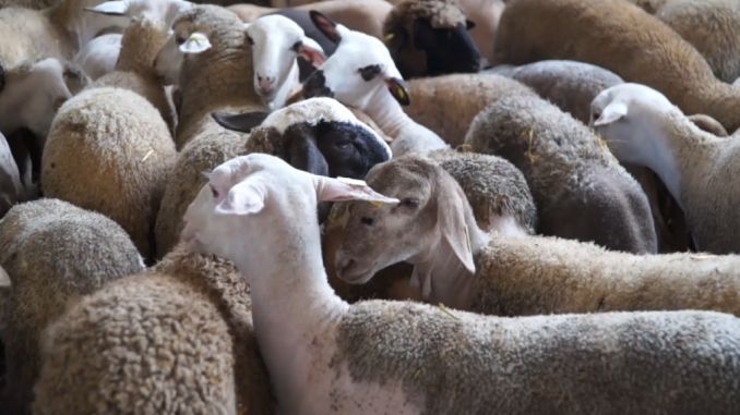 Resultado de imagen de corderos en el matadero